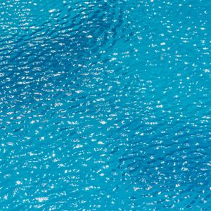 Calm water surface with ripples under soft light.